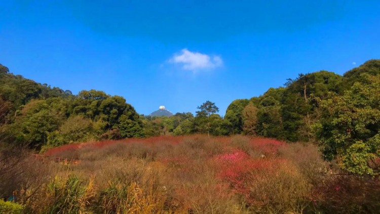 441个车位！乘缆车打卡古寺名景……周末躲到福州这处高山秘境尽享森林SPA吧